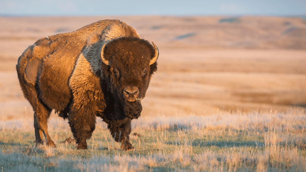 bölény yellowstone nemzeti park