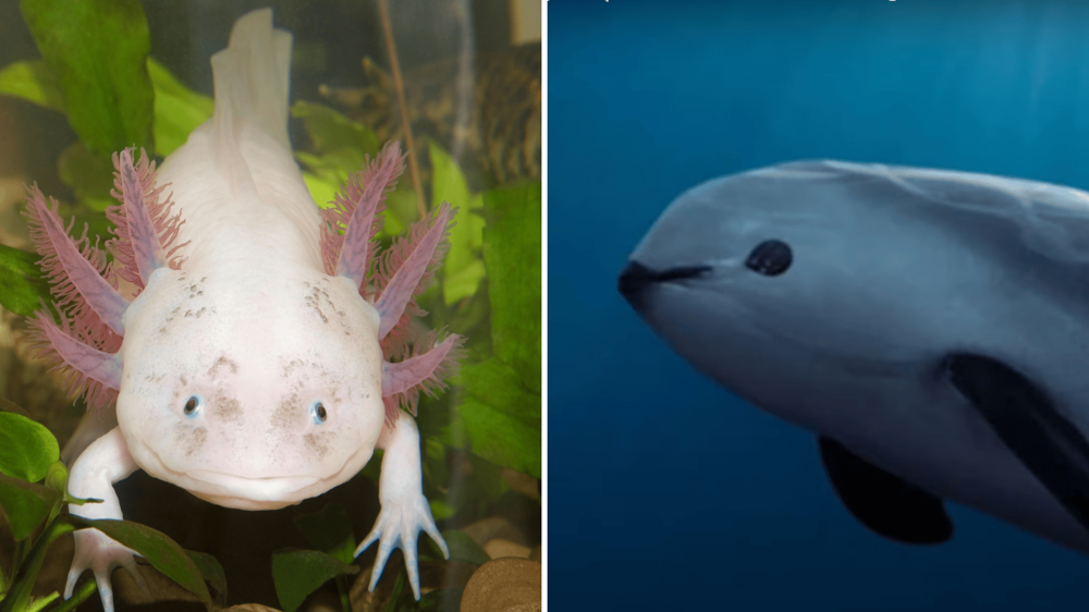 Egy rózaszín axolotl néz a kamerába és egy vaquita delfin úszik a tengerben, melynek fekete folt van a szeme körül