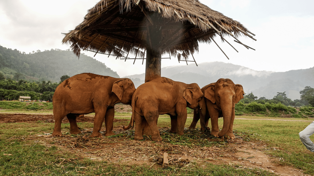 Chiang Main három elefántot láthatunk, háttérben a hatalmas hegyekkel