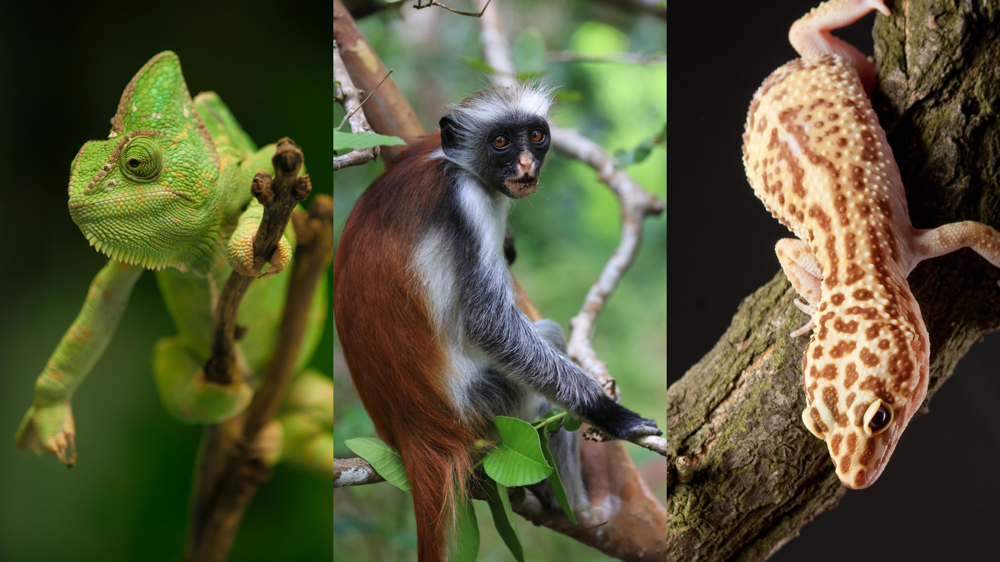 Zanzibár Jozani erdő állatvilága, kaméleon, gyík és vöröskolobusz majom