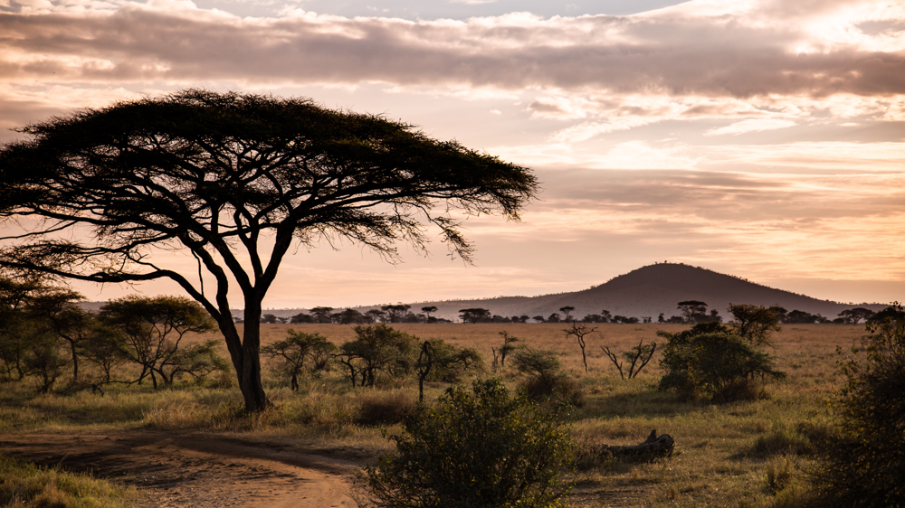 Tanzánia tájkép háttérben hegy és fák