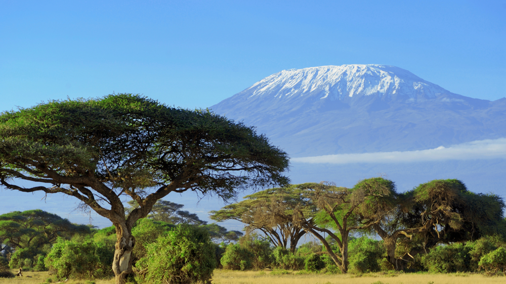 Kilimandzsáró vulkán a háttérben, előtte fák