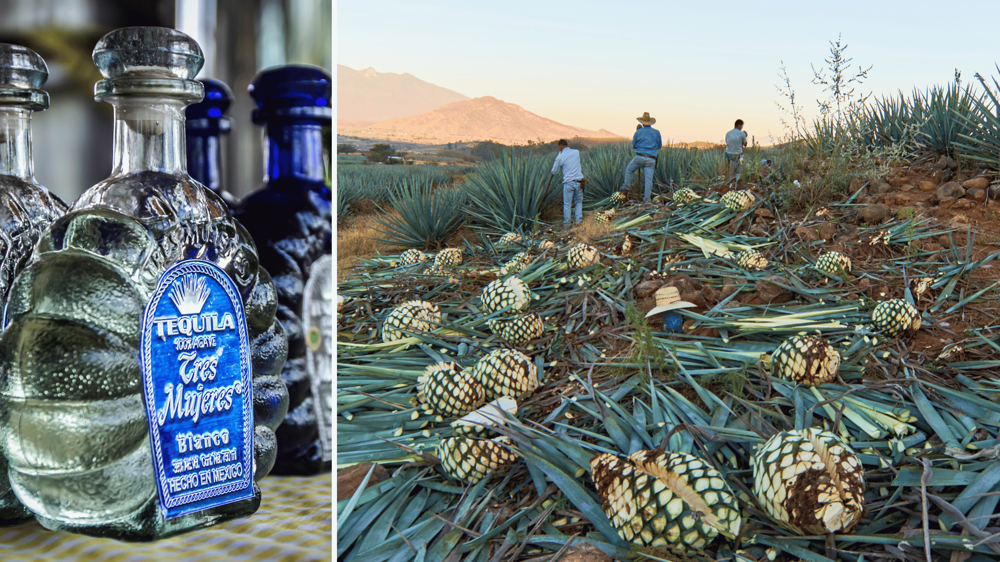 Agave földön dolgozó munkások és egy üveg tequila a bárpulton