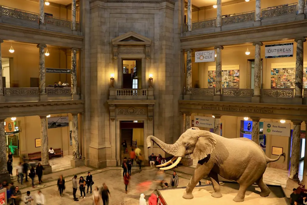 washington dc usa legnépszerűbb múzeuma a museum of natural history