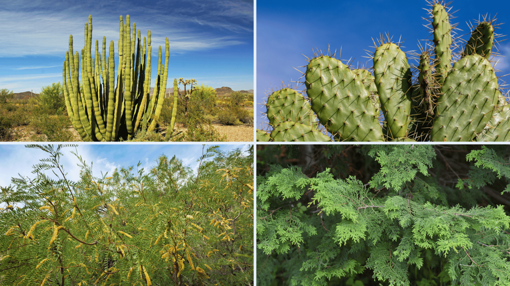 Orgonasíp, nopal kaktuszok és mesquite szúrós zöld kaktuszok közelről