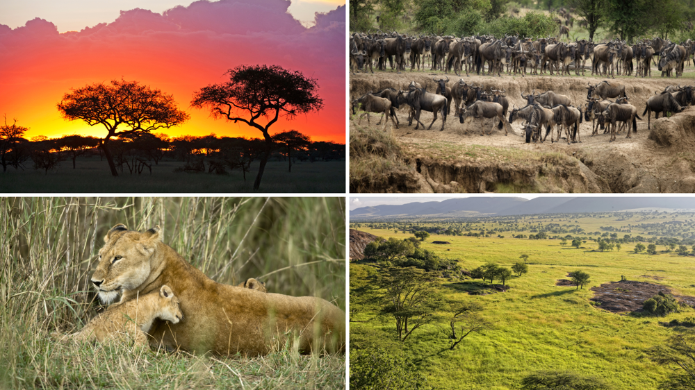 Serengeti nemzeti part, este, nappal, oroszlánok és gnúk