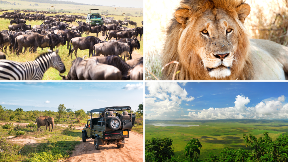Tanzánia szafari, oroszlánok, zebrák 