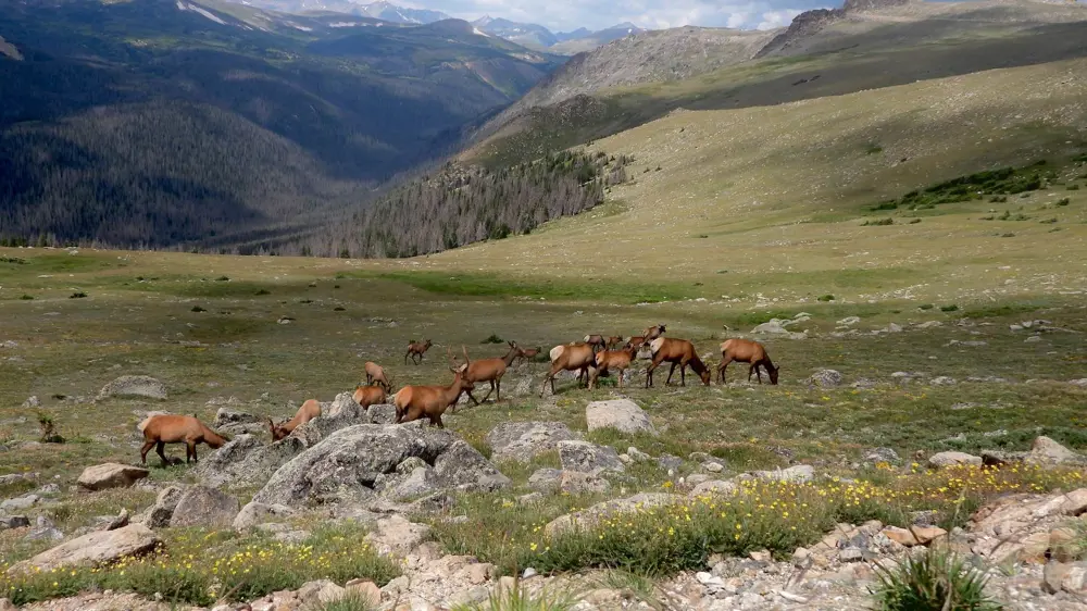 vapiti csorda elk yellowstone