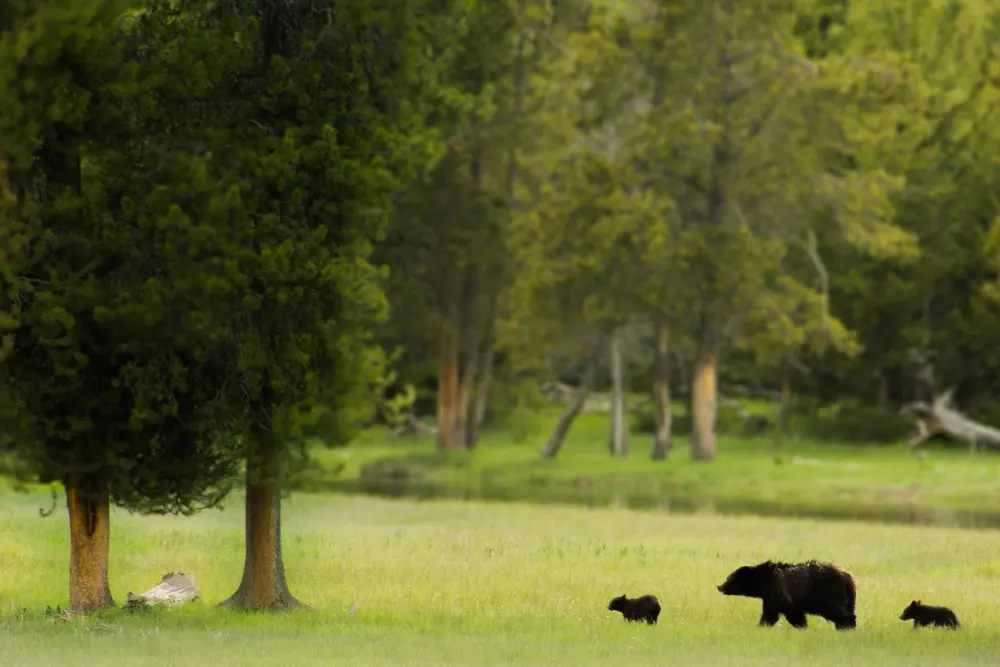 maci laci grizzly yellowstone nemzeti park