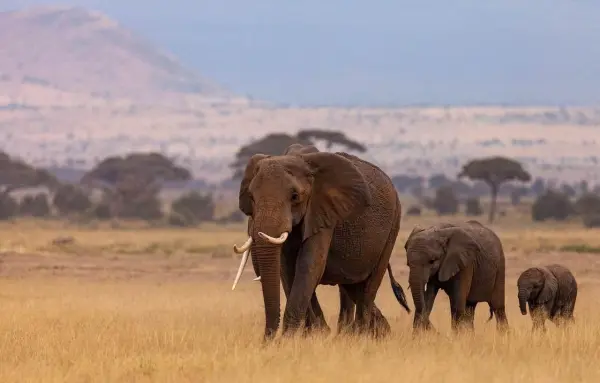 Szilveszteri szafari Kenyában kép