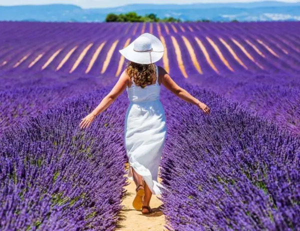 Provence-i ízelítő (Provence-i ízelítő) 1. kép