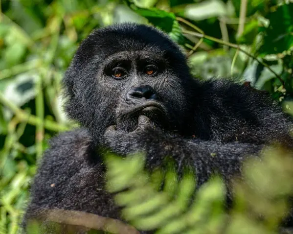 Uganda varázsa Csimpánzok és hegyi gorillák világa 1. kép