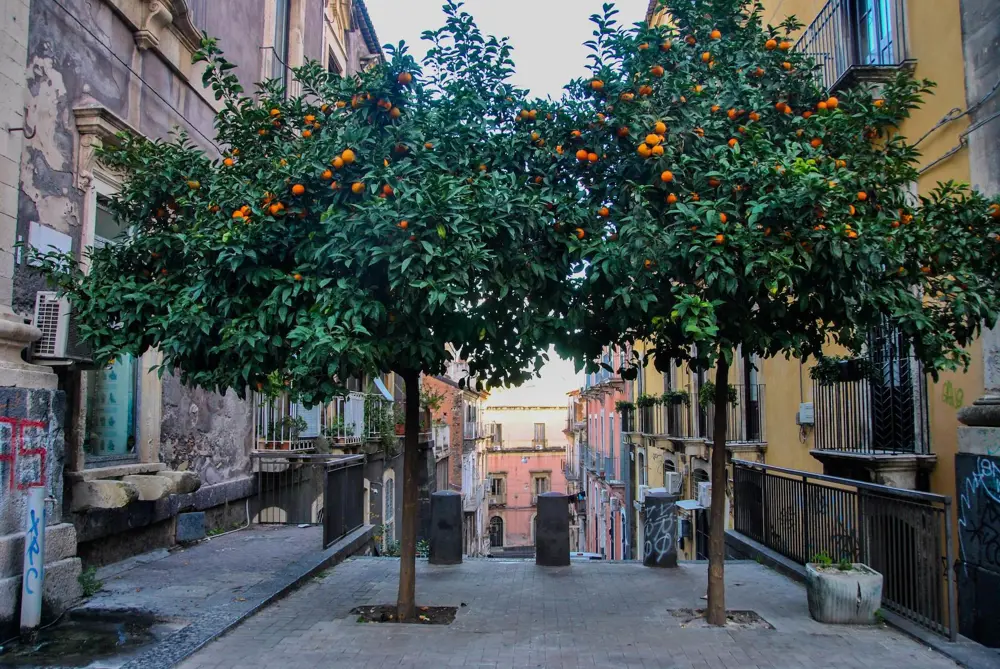 szicília catania narancsfa