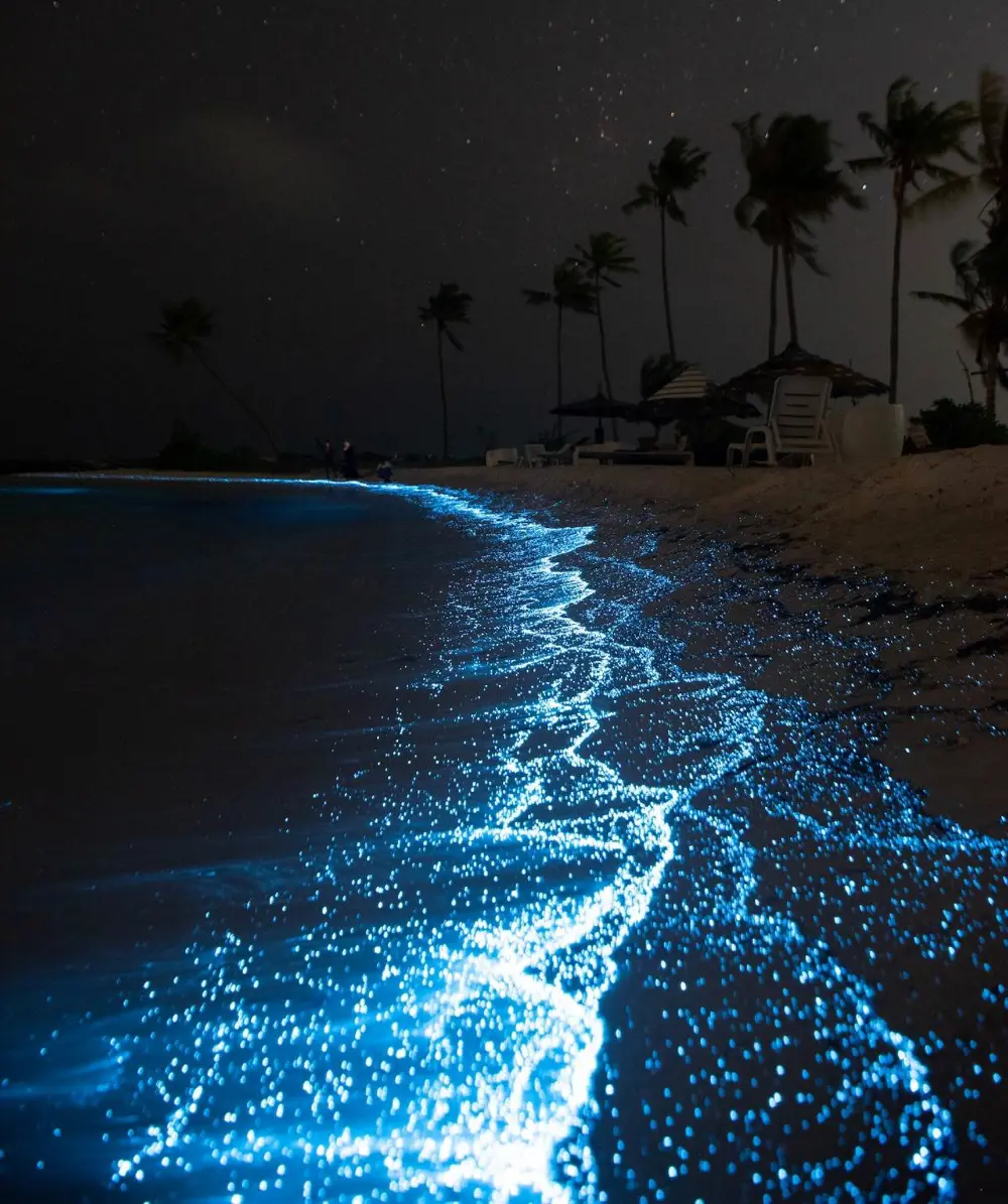 fitoplankton tengerpart éjszaka fény maldív