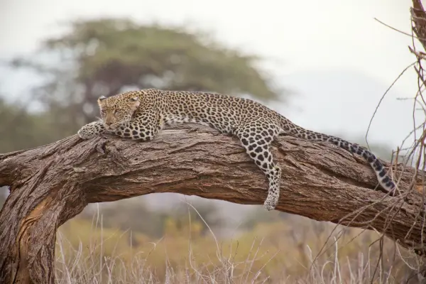 Kenya - Szafarik és pihenés *** kép