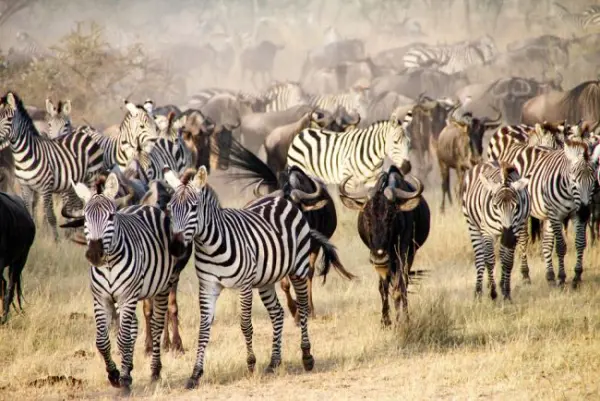 Szafari Észak-Tanzániában a nagy állatvándorlás idején és nyaralás Zanzibáron- 2024.08.18-29. kép